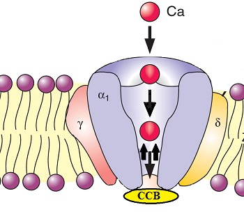 Blocante ale Canalelor de Calciu